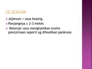  Jejenum = usus kosong.
 Panjangnya ± 2-3 meter.
 Kelenjar usus menghasilkan enzim
pencernaan seperti yg dihasilkan pankreas
 
