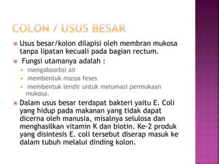  Usus besar/kolon dilapisi oleh membran mukosa
tanpa lipatan kecuali pada bagian rectum.
 Fungsi utamanya adalah :
 mengabsorbsi air
 membentuk massa feses
 membentuk lendir untuk melumasi permukaan
mukosa.
 Dalam usus besar terdapat bakteri yaitu E. Coli
yang hidup pada makanan yang tidak dapat
dicerna oleh manusia, misalnya selulosa dan
menghasilkan vitamin K dan biotin. Ke-2 produk
yang disintesis E. coli tersebut diserap masuk ke
dalam tubuh melalui dinding kolon.
 