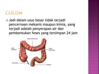  Jadi dalam usus besar tidak terjadi
pencernaan mekanis maupun kimia, yang
terjadi adalah penyerapan air dan
pembentukan feses yang tersimpan 24 jam
 