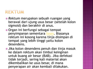  Rektum merupakan sebuah ruangan yang
berawal dari ujung usus besar (setelah kolon
sigmoid) dan berakhir di anus.
 Organ ini berfungsi sebagai tempat
penyimpanan sementara feses. Biasanya
rektum ini kosong karena tinja disimpan di
tempat yang lebih tinggi yaitu kolon
desendens.
 Jika kolon desendens penuh dan tinja masuk
ke dalam rektum akan timbul keinginan
untuk buang air besar (BAB). Jika defekasi
tidak terjadi, sering kali material akan
dikembalikan ke usus besar, di mana
penyerapan air akan kembali dilakukan.
 