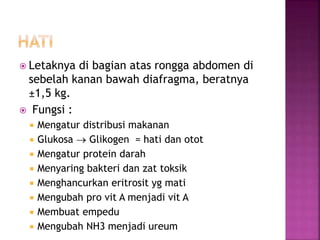  Letaknya di bagian atas rongga abdomen di
sebelah kanan bawah diafragma, beratnya
±1,5 kg.
 Fungsi :
 Mengatur distribusi makanan
 Glukosa  Glikogen = hati dan otot
 Mengatur protein darah
 Menyaring bakteri dan zat toksik
 Menghancurkan eritrosit yg mati
 Mengubah pro vit A menjadi vit A
 Membuat empedu
 Mengubah NH3 menjadi ureum
 