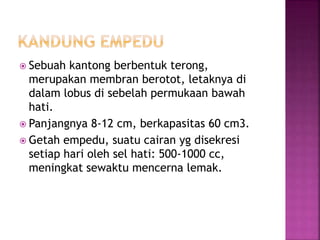  Sebuah kantong berbentuk terong,
merupakan membran berotot, letaknya di
dalam lobus di sebelah permukaan bawah
hati.
 Panjangnya 8-12 cm, berkapasitas 60 cm3.
 Getah empedu, suatu cairan yg disekresi
setiap hari oleh sel hati: 500-1000 cc,
meningkat sewaktu mencerna lemak.
 
