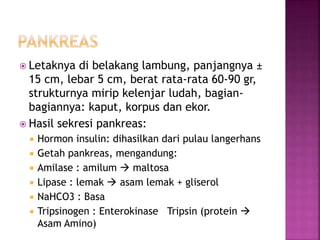  Letaknya di belakang lambung, panjangnya ±
15 cm, lebar 5 cm, berat rata-rata 60-90 gr,
strukturnya mirip kelenjar ludah, bagian-
bagiannya: kaput, korpus dan ekor.
 Hasil sekresi pankreas:
 Hormon insulin: dihasilkan dari pulau langerhans
 Getah pankreas, mengandung:
 Amilase : amilum  maltosa
 Lipase : lemak  asam lemak + gliserol
 NaHCO3 : Basa
 Tripsinogen : Enterokinase Tripsin (protein 
Asam Amino)
 