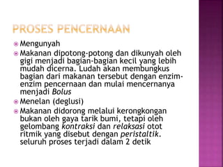  Mengunyah
 Makanan dipotong-potong dan dikunyah oleh
gigi menjadi bagian-bagian kecil yang lebih
mudah dicerna. Ludah akan membungkus
bagian dari makanan tersebut dengan enzim-
enzim pencernaan dan mulai mencernanya
menjadi Bolus
 Menelan (deglusi)
 Makanan didorong melalui kerongkongan
bukan oleh gaya tarik bumi, tetapi oleh
gelombang kontraksi dan relaksasi otot
ritmik yang disebut dengan peristaltik.
seluruh proses terjadi dalam 2 detik
 