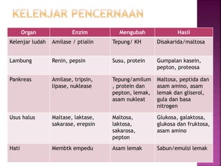 Organ Enzim Mengubah Hasil
Kelenjar ludah Amilase / ptialin Tepung/ KH Disakarida/maltosa
Lambung Renin, pepsin Susu, protein Gumpalan kasein,
pepton, proteosa
Pankreas Amilase, tripsin,
lipase, nuklease
Tepung/amilum
, protein dan
pepton, lemak,
asam nukleat
Maltosa, peptida dan
asam amino, asam
lemak dan gliserol,
gula dan basa
nitrogen
Usus halus Maltase, laktase,
sakarase, erepsin
Maltosa,
laktosa,
sakarosa,
pepton
Glukosa, galaktosa,
glukosa dan fruktosa,
asam amino
Hati Membtk empedu Asam lemak Sabun/emulsi lemak
 