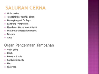  Mulut (oris)
 Tenggorokan/ faring/ tekak
 Kerongkongan/ Esofagus
 Lambung (ventrikulus)
 Usus halus (intestinum minor)
 Usus besar (intestinum mayor)
 Rektum
 Anus
Organ Pencernaan Tambahan
 Gigi/ geligi
 Lidah
 Kelenjar ludah
 Kandung empedu
 Hati
 Pankreas
 