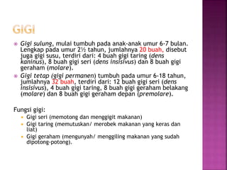  Gigi sulung, mulai tumbuh pada anak-anak umur 6-7 bulan.
Lengkap pada umur 2½ tahun, jumlahnya 20 buah, disebut
juga gigi susu, terdiri dari: 4 buah gigi taring (dens
kaninus), 8 buah gigi seri (dens insisivus) dan 8 buah gigi
geraham (molare).
 Gigi tetap (gigi permanen) tumbuh pada umur 6-18 tahun,
jumlahnya 32 buah, terdiri dari: 12 buah gigi seri (dens
insisivus), 4 buah gigi taring, 8 buah gigi geraham belakang
(molare) dan 8 buah gigi geraham depan (premolare).
Fungsi gigi:
 Gigi seri (memotong dan menggigit makanan)
 Gigi taring (memutuskan/ merobek makanan yang keras dan
liat)
 Gigi geraham (mengunyah/ menggiling makanan yang sudah
dipotong-potong).
 
