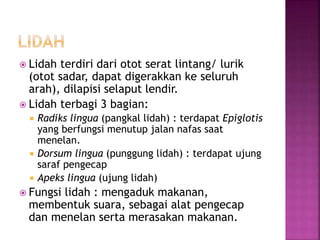  Lidah terdiri dari otot serat lintang/ lurik
(otot sadar, dapat digerakkan ke seluruh
arah), dilapisi selaput lendir.
 Lidah terbagi 3 bagian:
 Radiks lingua (pangkal lidah) : terdapat Epiglotis
yang berfungsi menutup jalan nafas saat
menelan.
 Dorsum lingua (punggung lidah) : terdapat ujung
saraf pengecap
 Apeks lingua (ujung lidah)
 Fungsi lidah : mengaduk makanan,
membentuk suara, sebagai alat pengecap
dan menelan serta merasakan makanan.
 