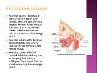  Kelenjar parotis: terletak di
sebelah bawah depan daun
telinga, diantara otot prosesus
mastoid kiri dan kanan dengan
kulit pipi. Cairan ludah hasil
sekresi dikeluarkan melalui
duktus stensen ke dalam rongga
mulut.
 Kelenjar sublingualis: terletak
di bawah lidah, salurannya
(duktus rinvus) menuju lantai
rongga mulut.
 Kelenjar submandibularis:
terletak lebih ke belakang dan
ke samping dari kelenjar
sublingual. Salurannya (duktus
wharton) menuju lantai rongga
mulut
 
