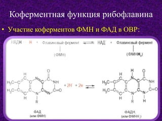 Коферментная функция рибофлавина
• Участие коферментов ФМН и ФАД в ОВР:
 