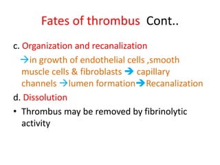 Fates of thrombus Cont..
c. Organization and recanalization
in growth of endothelial cells ,smooth
muscle cells & fibroblasts  capillary
channels lumen formationRecanalization
d. Dissolution
• Thrombus may be removed by fibrinolytic
activity
 