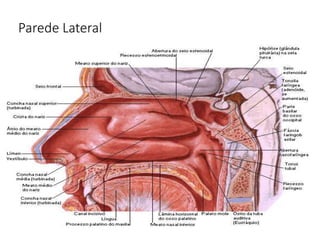 Parede Lateral
 