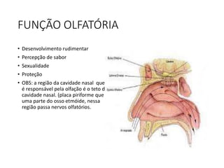 FUNÇÃO OLFATÓRIA
• Desenvolvimento rudimentar
• Percepção de sabor
• Sexualidade
• Proteção
• OBS: a região da cavidade nasal que
é responsável pela olfação é o teto da
cavidade nasal. (placa piriforme que é
uma parte do osso etmóide, nessa
região passa nervos olfatórios.
 