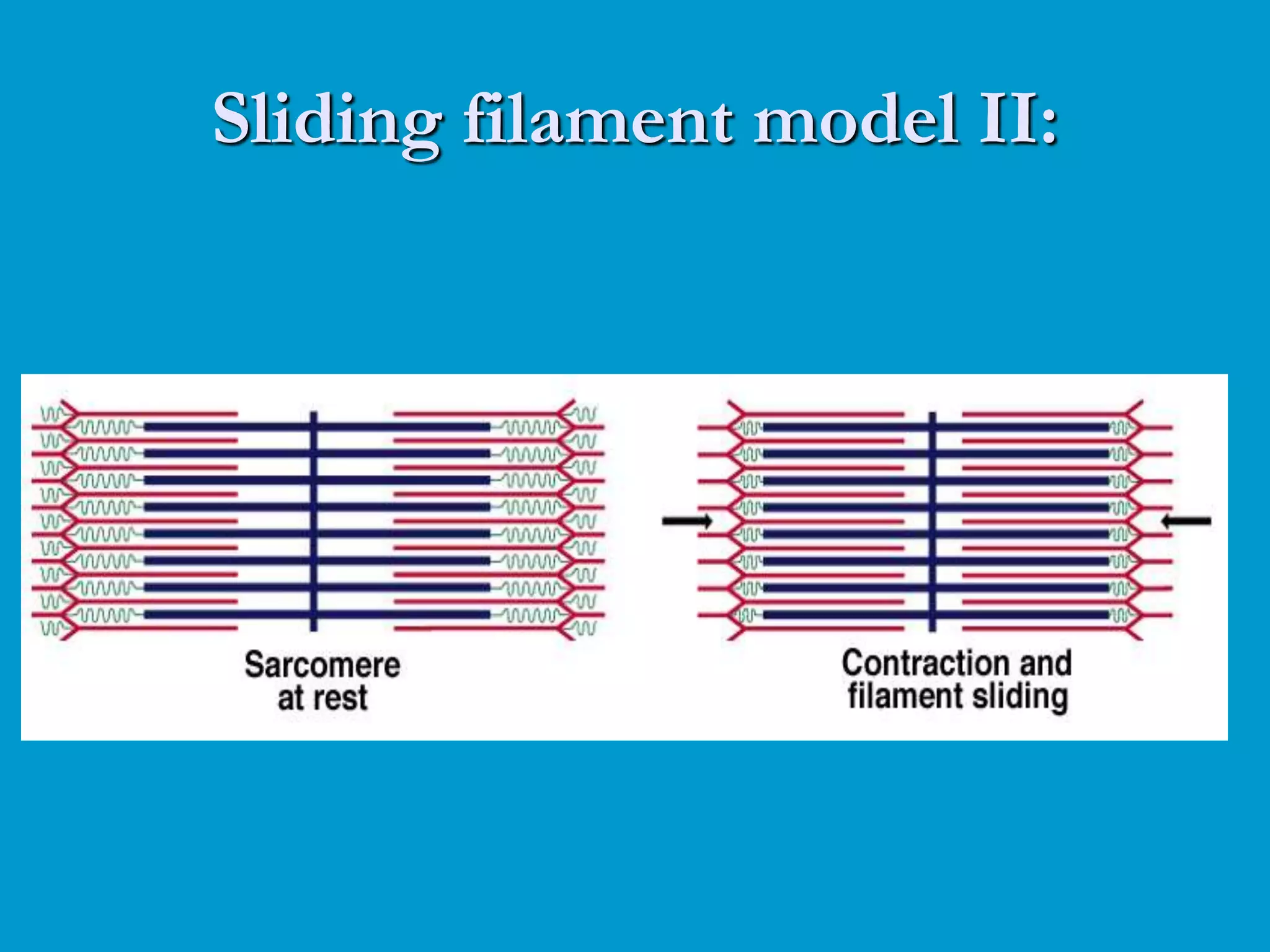 Sliding filament model II:
 