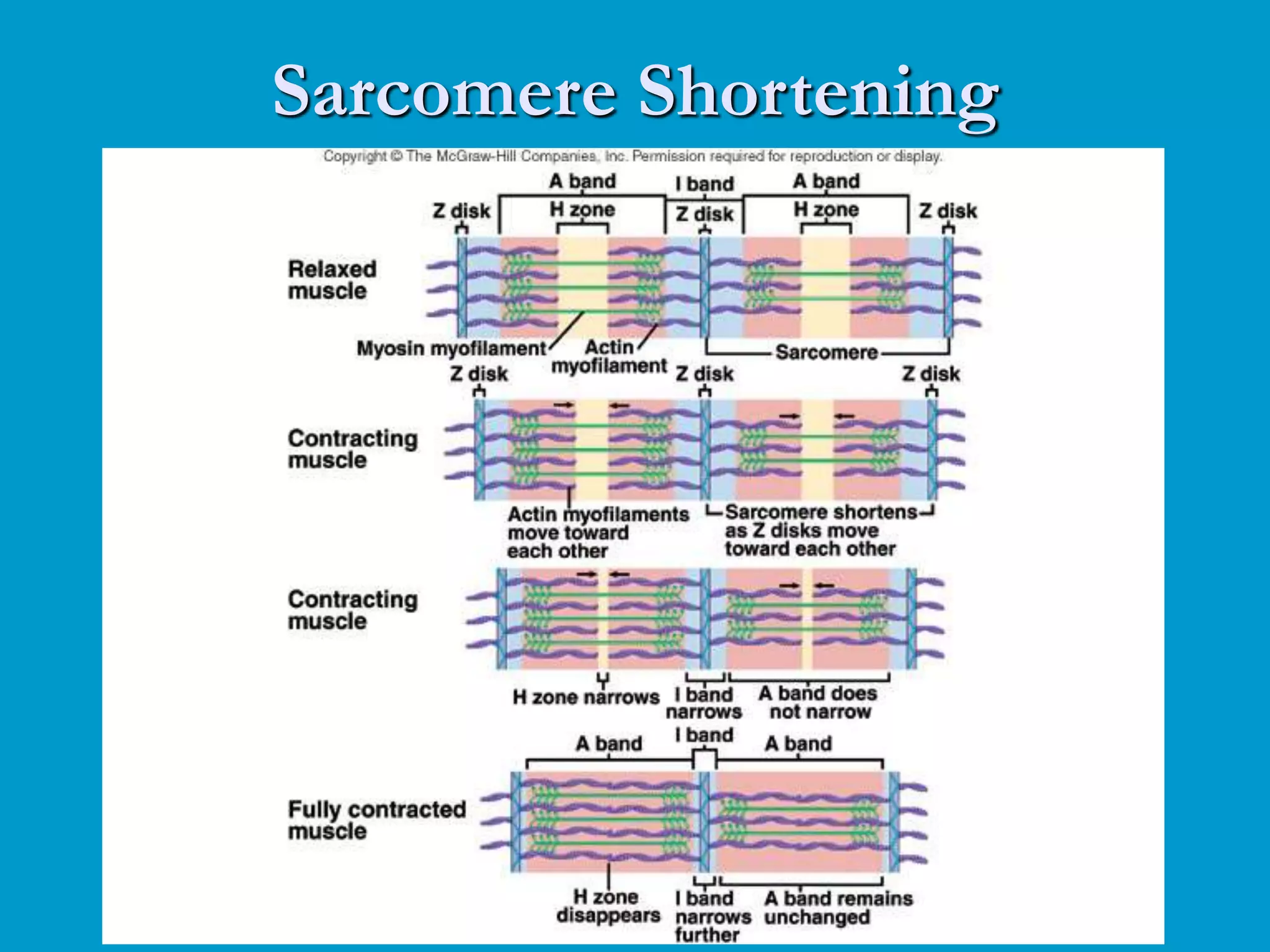Sarcomere Shortening
 