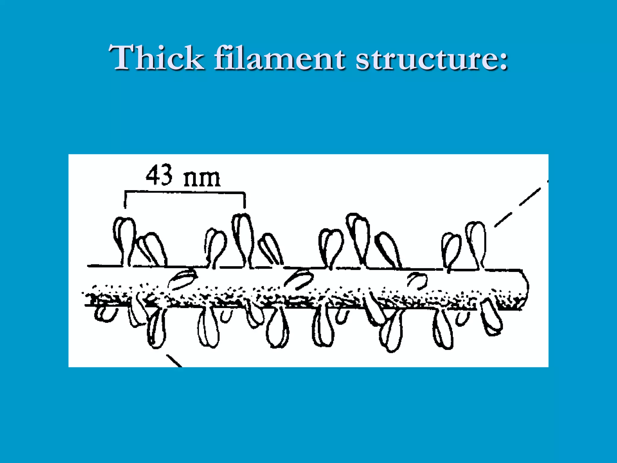 Thick filament structure:
 