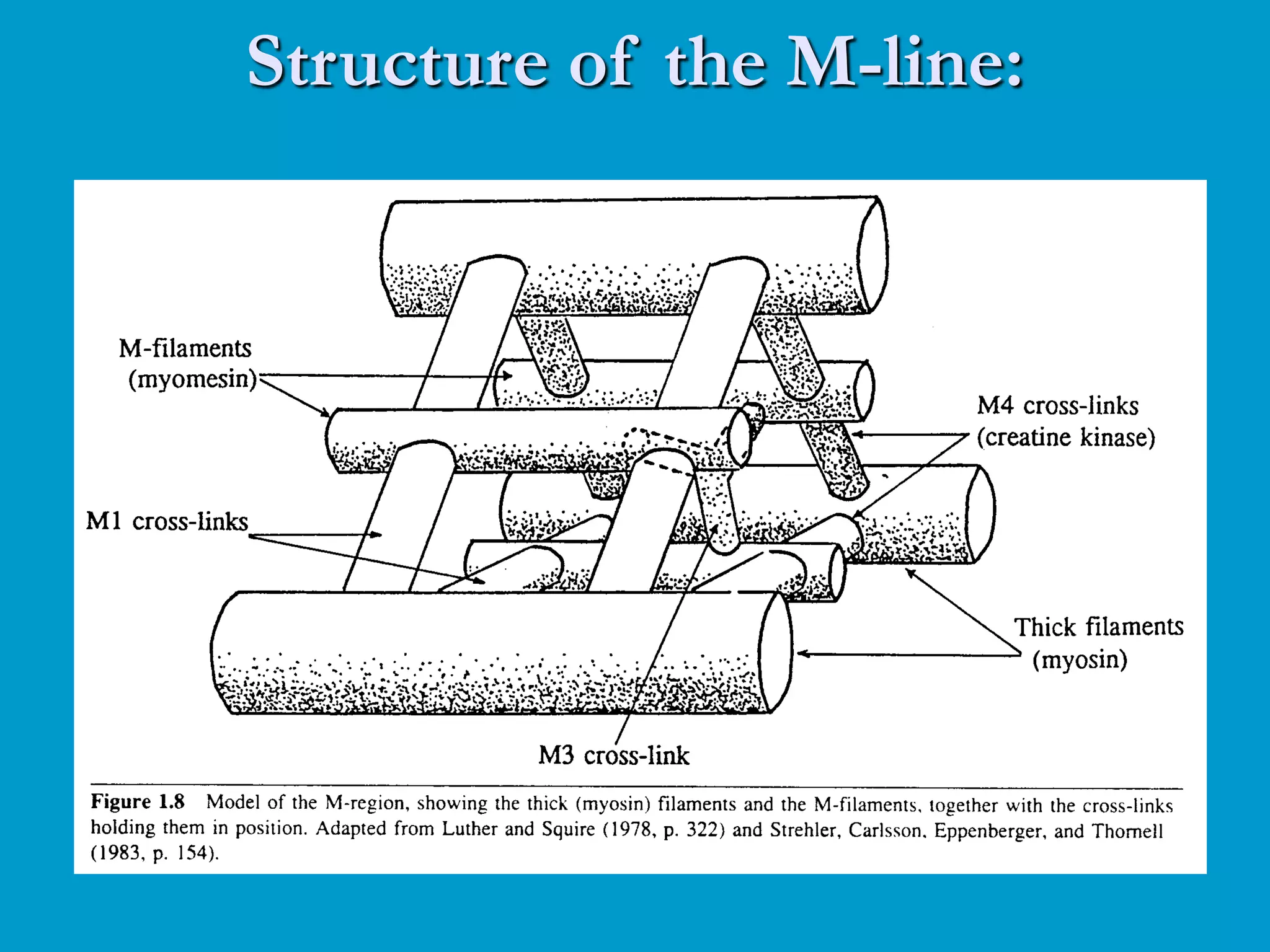 Structure of the M-line:
 