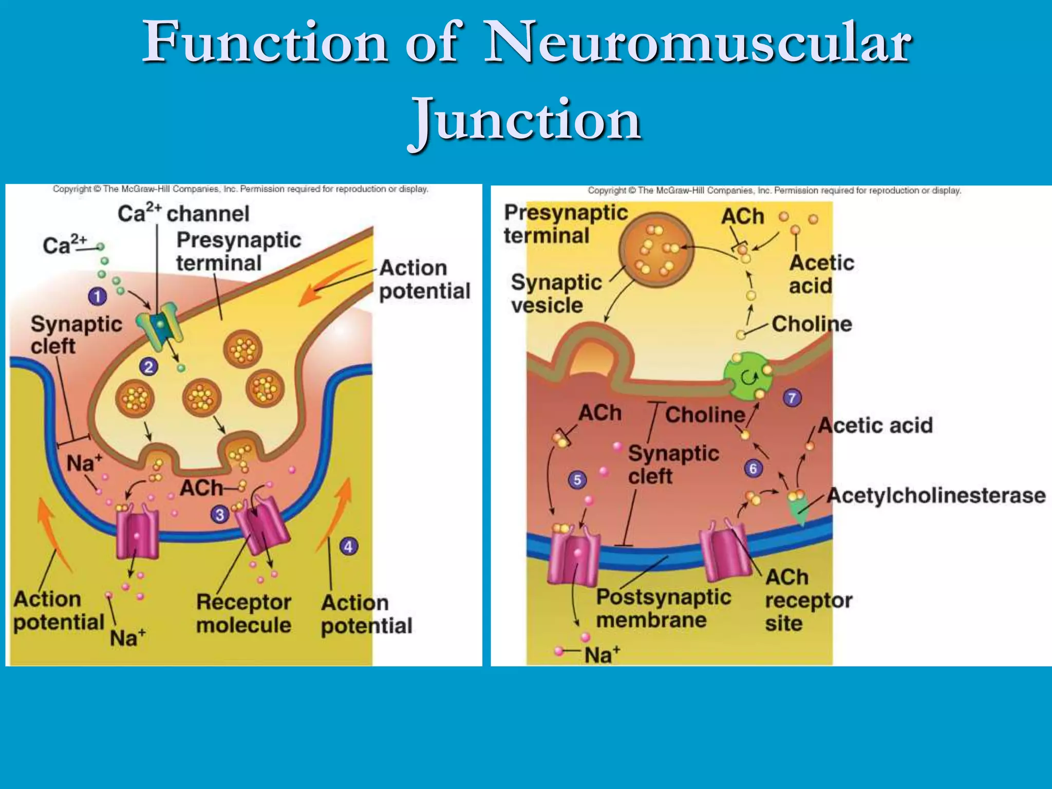 Function of Neuromuscular
Junction
 