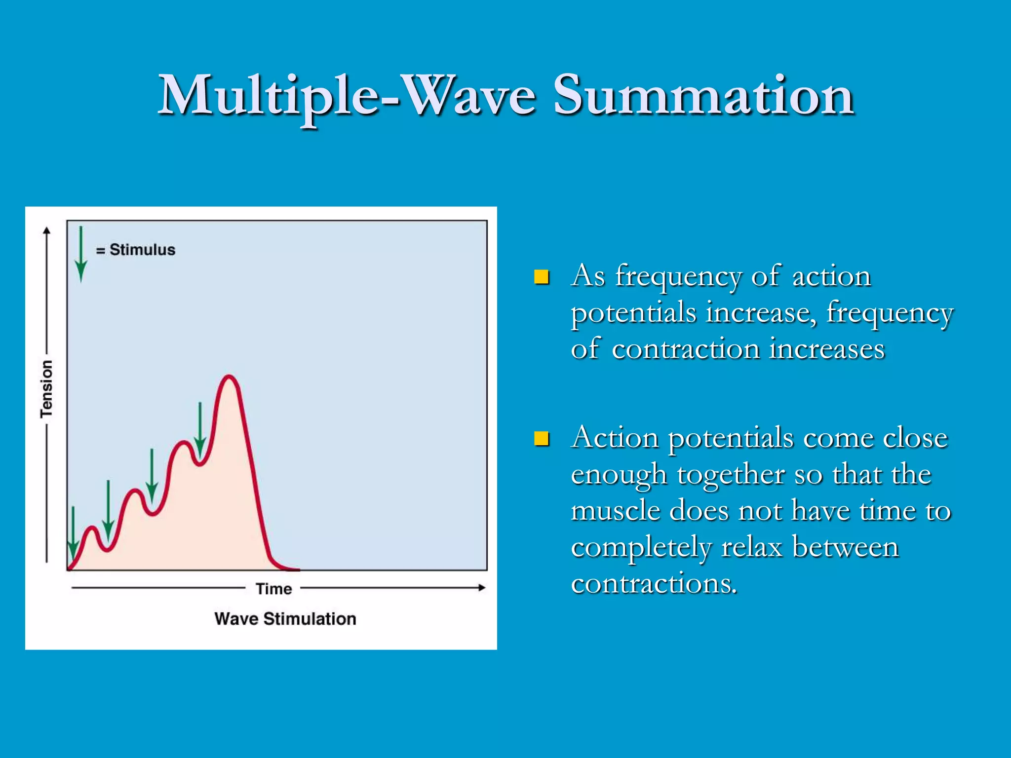 Multiple-Wave Summation
 As frequency of action
potentials increase, frequency
of contraction increases
 Action potentials come close
enough together so that the
muscle does not have time to
completely relax between
contractions.
 
