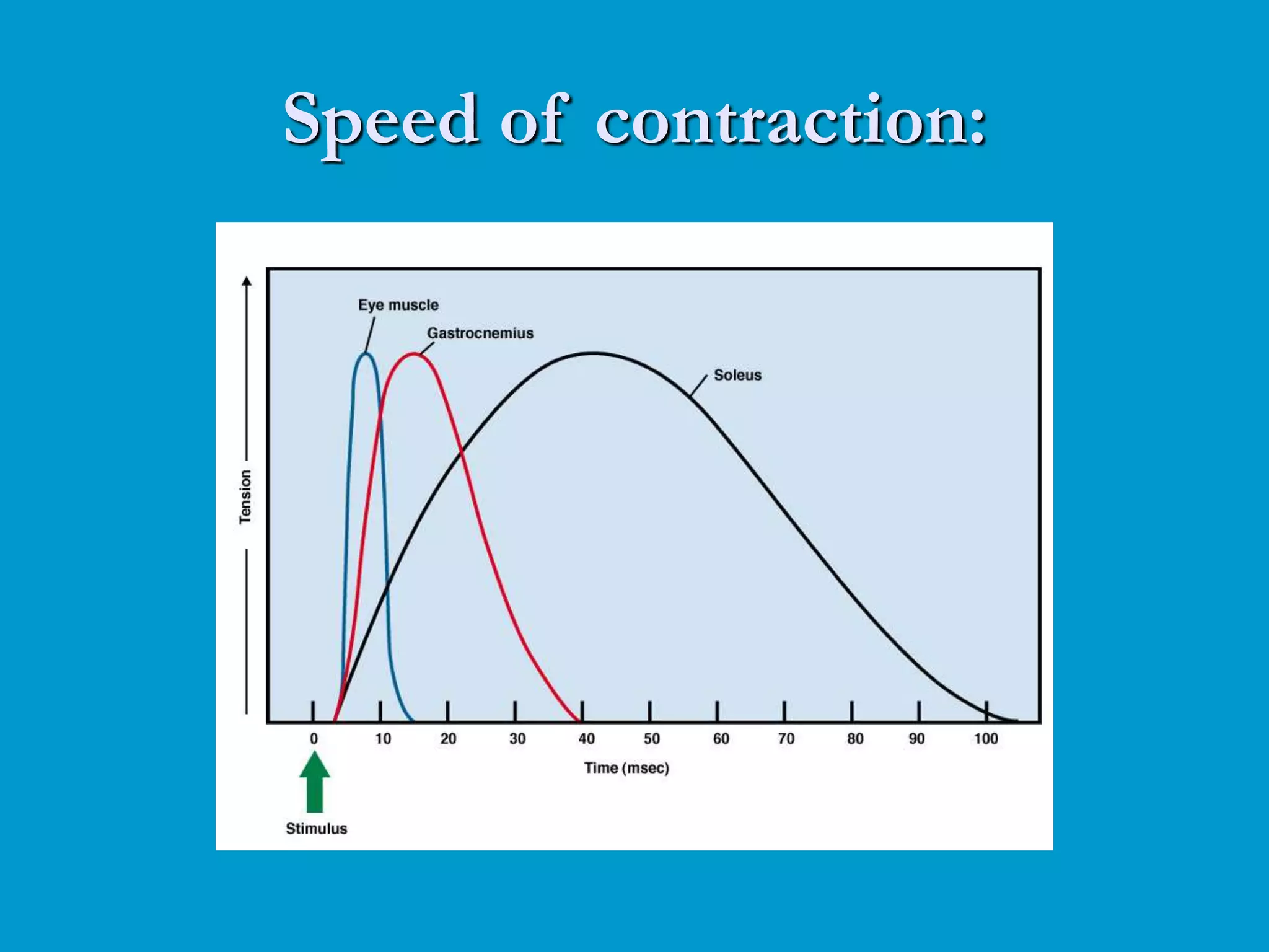 Speed of contraction:
 