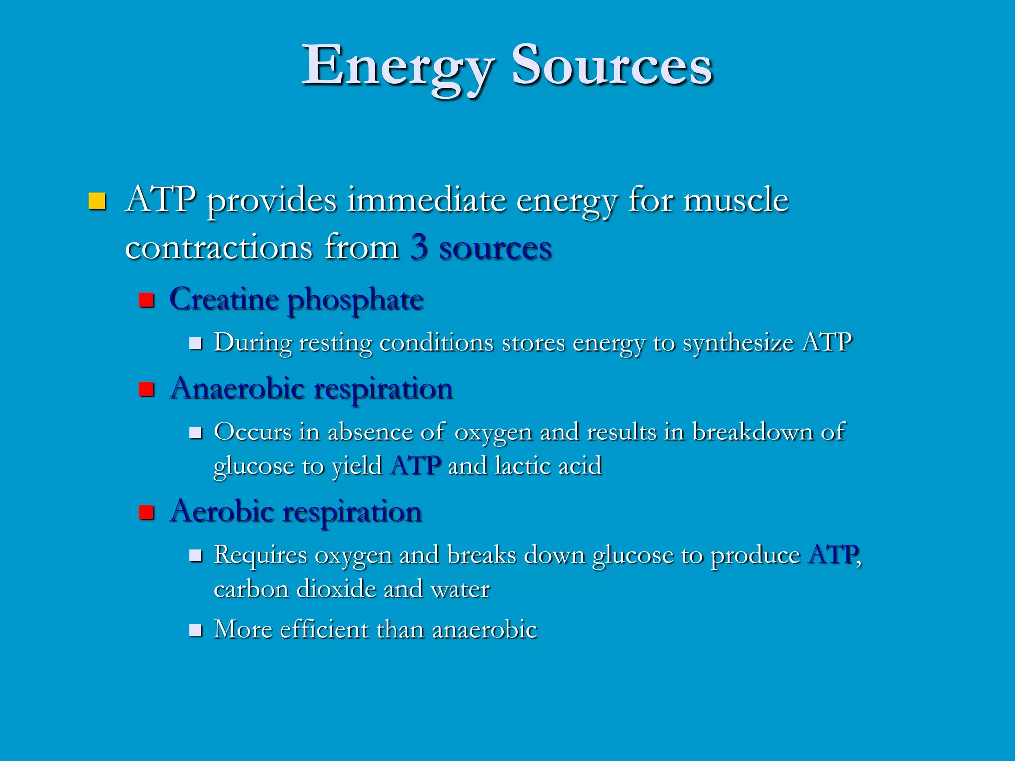 Energy Sources
 ATP provides immediate energy for muscle
contractions from 3 sources
 Creatine phosphate
 During resting conditions stores energy to synthesize ATP
 Anaerobic respiration
 Occurs in absence of oxygen and results in breakdown of
glucose to yield ATP and lactic acid
 Aerobic respiration
 Requires oxygen and breaks down glucose to produce ATP,
carbon dioxide and water
 More efficient than anaerobic
 
