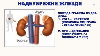 НАДБУБРЕЖНЕ ЖЛЕЗДЕ 10
ЖЛЕЗДА ГРАЂЕНА ИЗ ДВА
ДЕЛА.
1. КОРА - КОРТИЗОЛ
(КОЛИЧИНА МИНЕРАЛА
– КРВНИ ПРИТИСАК)
2. СРЖ – АДРЕНАЛИН
(СИМПАТИКУС ГА
ОСЛОБАЂА У КРВ)
 