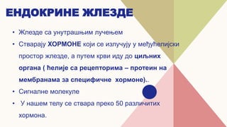 ЕНДОКРИНЕ ЖЛЕЗДЕ
• Жлезде са унутрашњим лучењем
• Стварају ХОРМОНЕ који се излучују у међућелијски
простор жлезде, а путем крви иду до циљних
органа ( ћелије са рецепторима – протеин на
мембранама за специфичне хормоне)..
• Сигналне молекуле
• У нашем телу се ствара преко 50 различитих
хормона.
 