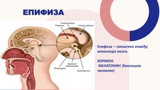 ЕПИФИЗА
Епифиза – смештена између
хемисвера мозга.
ХОРМОН:
МЕЛАТОНИН (биолошки
часовник)
 