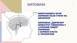 ХИПОТАЛАМУС ЛУЧИ
ХОРМОНЕ КОЈИ УТИЧУ НА
ХИПОФИЗУ
ХИПОФИЗА „ДИРИГЕНТ
ОРКЕСТРА“ СМЕШТЕНА У
„ТУРСКОМ СЕДЛУ“
ХОРМОНИ:
1.ХОРМОН РАСТА
2. ПРОЛАКТИН
ХИПОФИЗА
5
 