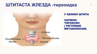 У ОБЛИКУ ШТИТА
ХОРМОН:
ТИРОКСИН
( РЕГУЛИШЕ
МЕТАБОЛИЗАМ)
4.5
3.5
2.5
4.3
2.8
1.8
4.4
2.4
5.0
3.0
2.0
2.0
- 5.0 10.0
ШТИТАСТА ЖЛЕЗДА -тиреоидеа 6
 