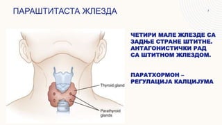 ЧЕТИРИ МАЛЕ ЖЛЕЗДЕ СА
ЗАДЊЕ СТРАНЕ ШТИТНЕ.
АНТАГОНИСТИЧКИ РАД
СА ШТИТНОМ ЖЛЕЗДОМ.
ПАРАТХОРМОН –
РЕГУЛАЦИЈА КАЛЦИЈУМА
ПАРАШТИТАСТА ЖЛЕЗДА 7
 