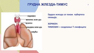 ГРУДНА ЖЛЕЗДА-ТИМУС
Грудна жлезда се током пубертета
смањује.
ХОРМОН:
ТИМОЗИН – саздевање Т-линфоцита
8
 