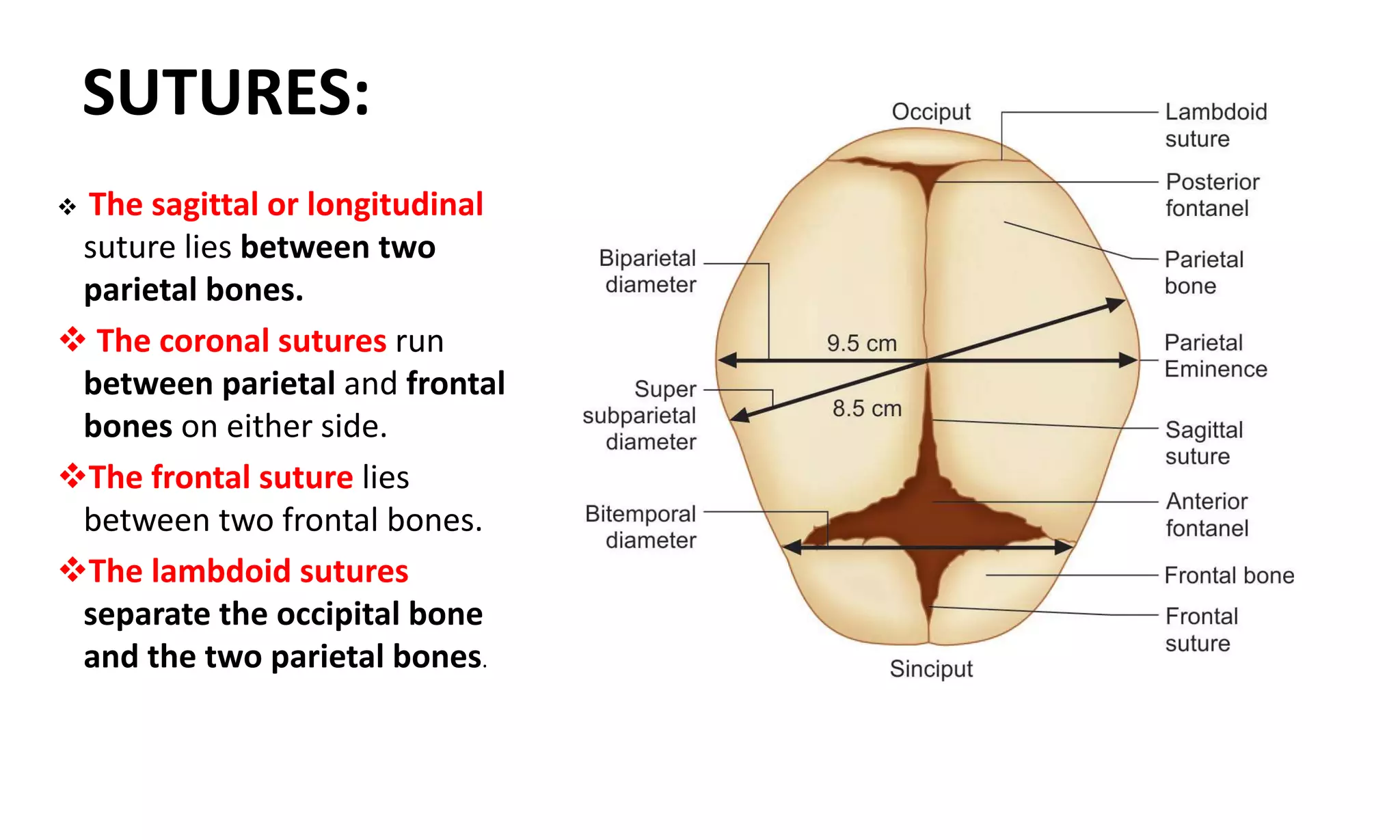6.FETAL SKULL AND MATERNAL PELVIS FINAL.pptx