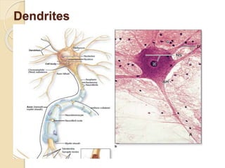 6. Nerves tissue-1.pptx