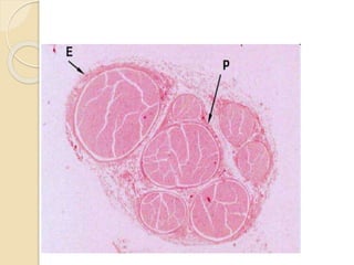 6. Nerves tissue-1.pptx