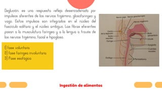 6. Motilidad gastrointestinal digestiva y absorción. Fisiología del hígado. (2).pdf