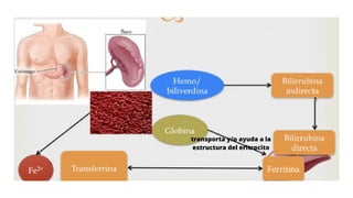 6. Motilidad gastrointestinal digestiva y absorción. Fisiología del hígado. (2).pdf
