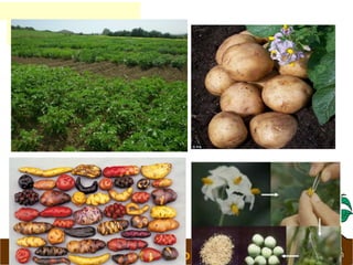 www.potatoesforschools.org.uk
 