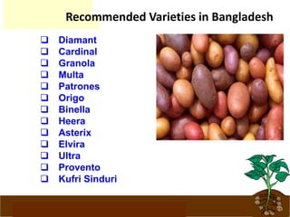 www.potatoesforschools.org.uk
Recommended Varieties in Bangladesh
 Diamant
 Cardinal
 Granola
 Multa
 Patrones
 Origo
 Binella
 Heera
 Asterix
 Elvira
 Ultra
 Provento
 Kufri Sinduri
 