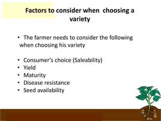 www.potatoesforschools.org.uk
Factors to consider when choosing a
variety
• The farmer needs to consider the following
when choosing his variety
• Consumer’s choice (Saleability)
• Yield
• Maturity
• Disease resistance
• Seed availability
 