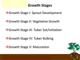 www.potatoesforschools.org.uk
Growth Stages
Growth Stage I: Sprout Development
Growth Stage II: Vegetative Growth
Growth Stage III: Tuber Set/Initiation
Growth Stage IV: Tuber Bulking
Growth Stage V: Maturation
 