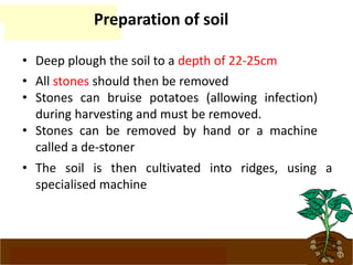 www.potatoesforschools.org.uk
Preparation of soil
• Deep plough the soil to a depth of 22-25cm
• All stones should then be removed
• Stones can bruise potatoes (allowing infection)
during harvesting and must be removed.
• Stones can be removed by hand or a machine
called a de-stoner
• The soil is then cultivated into ridges, using a
specialised machine
 