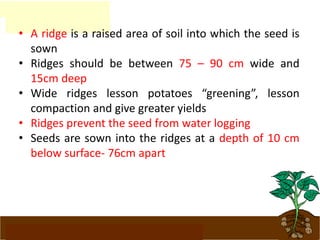 www.potatoesforschools.org.uk
• A ridge is a raised area of soil into which the seed is
sown
• Ridges should be between 75 – 90 cm wide and
15cm deep
• Wide ridges lesson potatoes “greening”, lesson
compaction and give greater yields
• Ridges prevent the seed from water logging
• Seeds are sown into the ridges at a depth of 10 cm
below surface- 76cm apart
 