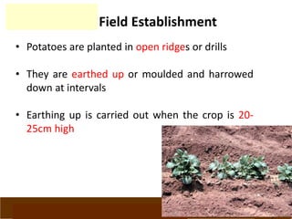 www.potatoesforschools.org.uk
Field Establishment
• Potatoes are planted in open ridges or drills
• They are earthed up or moulded and harrowed
down at intervals
• Earthing up is carried out when the crop is 20-
25cm high
 