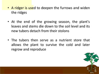 www.potatoesforschools.org.uk
• A ridger is used to deepen the furrows and widen
the ridges
• At the end of the growing season, the plant's
leaves and stems die down to the soil level and its
new tubers detach from their stolons
• The tubers then serve as a nutrient store that
allows the plant to survive the cold and later
regrow and reproduce
 
