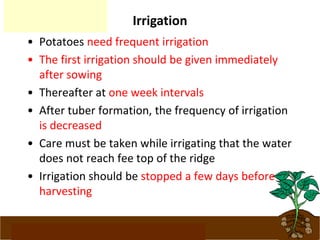 www.potatoesforschools.org.uk
Irrigation
• Potatoes need frequent irrigation
• The first irrigation should be given immediately
after sowing
• Thereafter at one week intervals
• After tuber formation, the frequency of irrigation
is decreased
• Care must be taken while irrigating that the water
does not reach fee top of the ridge
• Irrigation should be stopped a few days before
harvesting
 