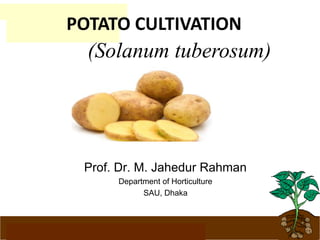 www.potatoesforschools.org.uk
Prof. Dr. M. Jahedur Rahman
Department of Horticulture
SAU, Dhaka
(Solanum tuberosum)
POTATO CULTIVATION
 