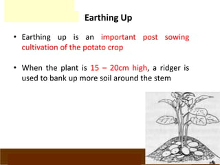 www.potatoesforschools.org.uk
Earthing Up
• Earthing up is an important post sowing
cultivation of the potato crop
• When the plant is 15 – 20cm high, a ridger is
used to bank up more soil around the stem
 