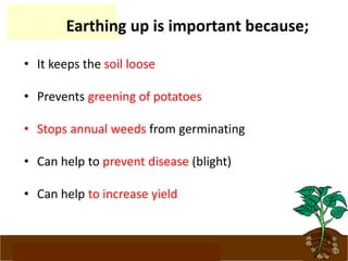 www.potatoesforschools.org.uk
Earthing up is important because;:
• It keeps the soil loose
• Prevents greening of potatoes
• Stops annual weeds from germinating
• Can help to prevent disease (blight)
• Can help to increase yield
 
