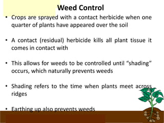 www.potatoesforschools.org.uk
Weed Control
• Crops are sprayed with a contact herbicide when one
quarter of plants have appeared over the soil
• A contact (residual) herbicide kills all plant tissue it
comes in contact with
• This allows for weeds to be controlled until “shading”
occurs, which naturally prevents weeds
• Shading refers to the time when plants meet across
ridges
• Earthing up also prevents weeds
 
